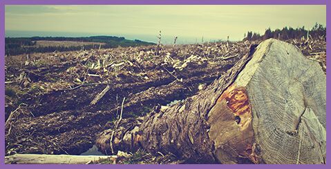 DESTRUCTION OF ECOSYSTEMS